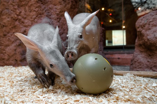 Hrabáči kapští Kvída a její dcera Nyota si pochutnávají na červech ukrytých v krmném míči. Foto Petr Hamerník, Zoo Praha
