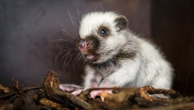 Pražská ZOO, nové mládě velemyši oblázkové je EVROPSKÁ DVOUSTOVKA