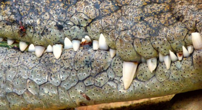 V české krokodýlí ZOO se podařil odchov ohrožených gaviálů